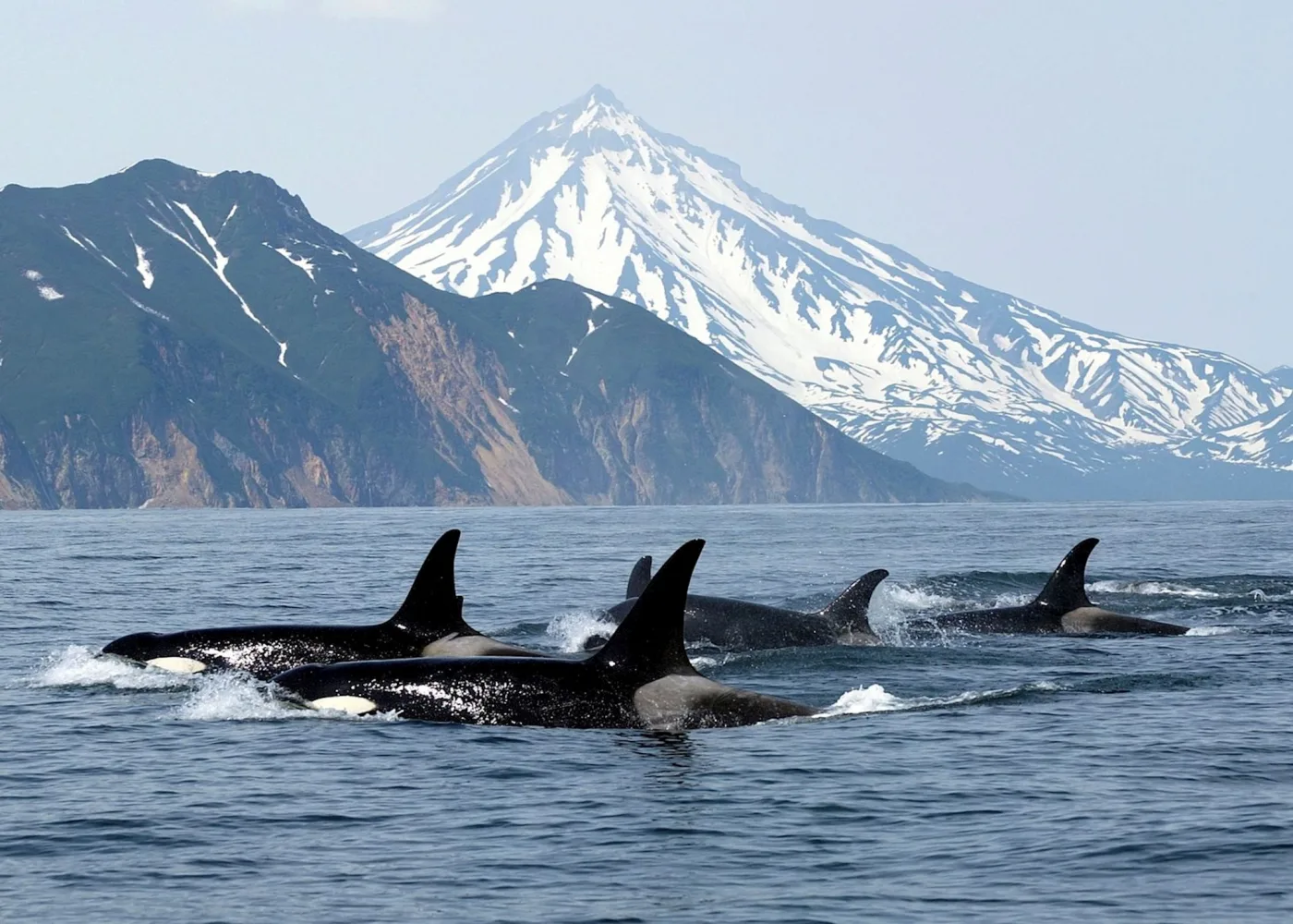 Whales, Bears & Vancouver Island
